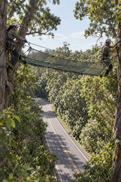 Workers installing a wildlife rope bridge above a forest road
