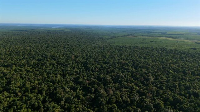 Native forest borders managed plantations and cleared land, illustrating changing land use for conservation and forestry documentaries.