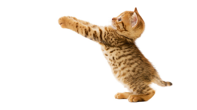 Ginger tabby kitten standing on hind legs reaching up with front paws