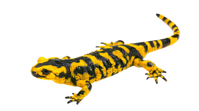 Yellow and black spotted fire salamander standing on all fours