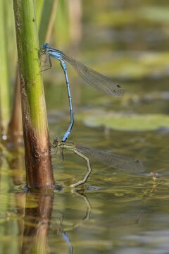 Blue damselflies joined on a reed above pond water