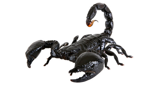 Glossy black emperor scorpion with large pincers and curved venomous tail stinger
