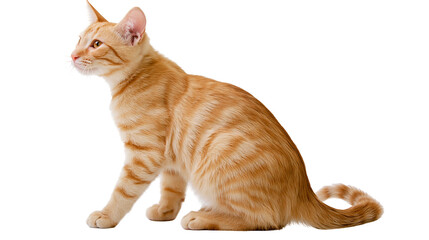 Ginger tabby cat sitting and looking sideways with alert ears and striped fur © Elvin