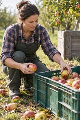 Fototapeta premium Orchard worker gathering fallen apples into a plastic crate