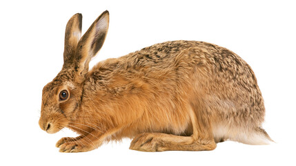 Brown European hare sitting in profile with long ears and textured fur © Elvin