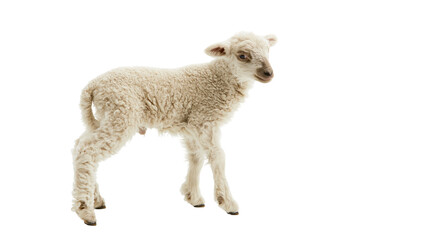 Young fluffy white lamb standing and looking to the side © Elvin