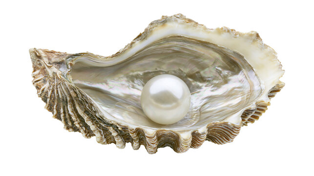 Lustrous white pearl inside an open textured oyster shell
