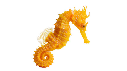 Bright yellow seahorse with textured skin and delicate dorsal fin © Elowen