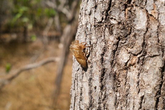 Cicada exoskeleton on tree trunk, cicada exuvia
