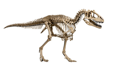 Allosaurus dinosaur skeleton fossil display with sharp teeth and long tail © Elvin