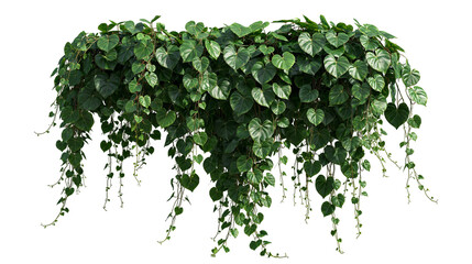 Lush cascading heart shaped green leaves of a trailing philodendron plant © Elowen