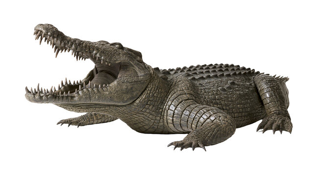 Large aggressive crocodile with open jaws and sharp teeth showing textured skin