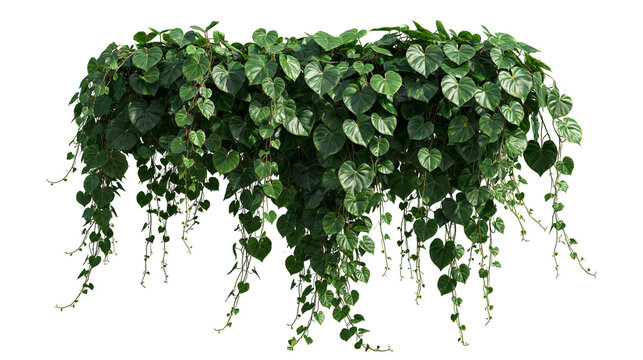 Lush cascading heart shaped green leaves of a trailing philodendron plant