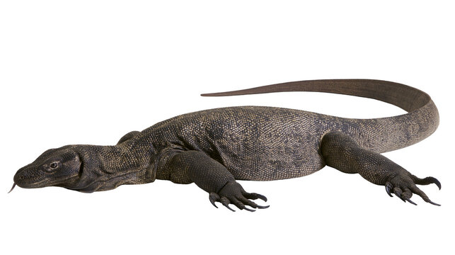 Large Komodo dragon lizard with textured dark brown skin and long tail