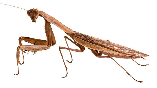 Brown praying mantis insect with long slender body and folded wings