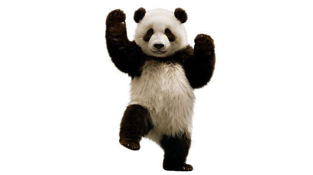 Giant panda bear standing on one leg with arms raised in a playful pose