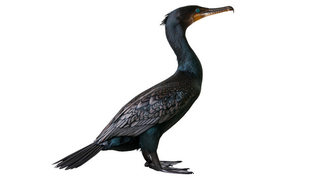 Double-crested cormorant with dark iridescent feathers and hooked yellow beak