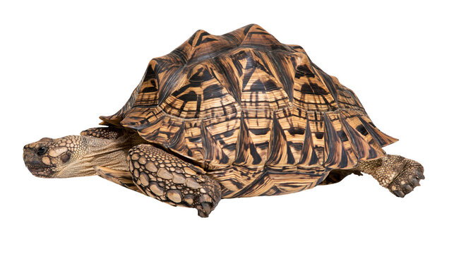 Radiated tortoise with detailed geometric shell patterns and textured skin