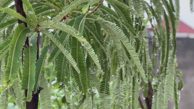 Close up of rain droplets clinging to the delicate green leaves of an amla tree creating a fresh natural scene after rainfall