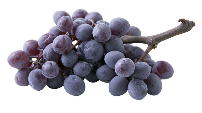 Fresh ripe dark purple grapes cluster with woody stem
