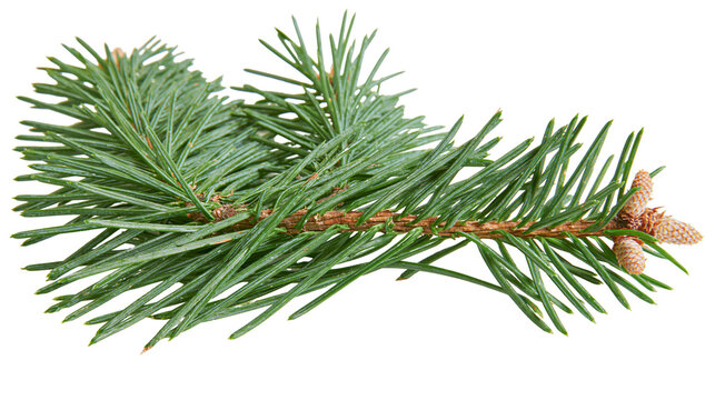 Fresh green spruce branch with small brown pine cones