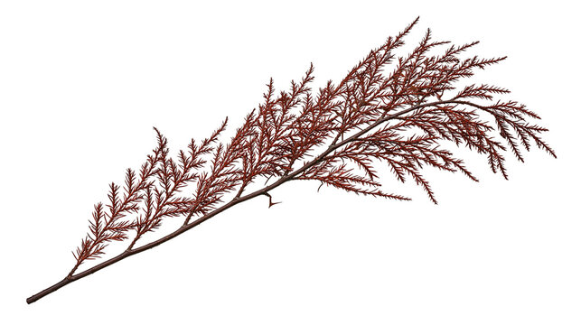 Dried brown coniferous cedar branch with fine needle foliage