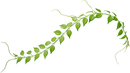 Long trailing green vine branch with small pointed leaves © Isolde
