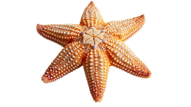 Orange spiny starfish with textured bumpy surface and five symmetrical arms