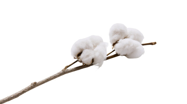 Two fluffy white cotton bolls on a thin brown wooden branch