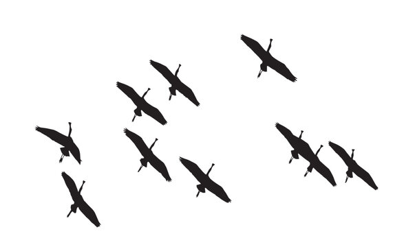 Seamless EPS vector featuring a flock of Eurasian Spoonbills (Platalea leucorodia) flying across a clean sky. Perfect for nature, wildlife, or environmental design projects.