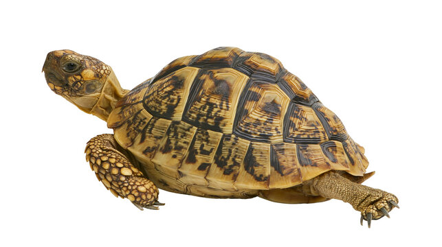 Leopard tortoise with patterned brown and yellow shell walking