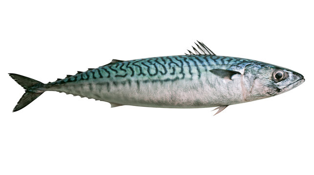 Fresh Atlantic mackerel fish with silver skin and dark blue tiger stripe patterns