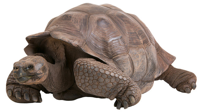 Large brown Galapagos giant tortoise with textured shell and scaly skin
