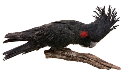 Red-tailed black cockatoo with prominent crest perched on a textured wooden branch © Lubos