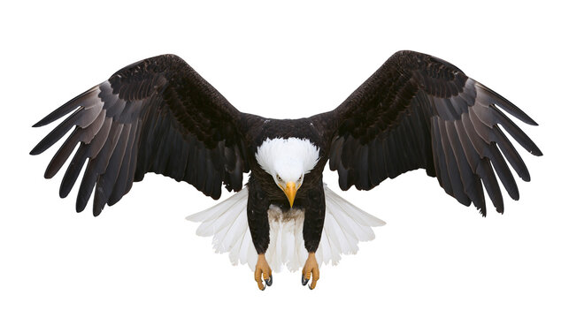 Majestic bald eagle flying with wings spread wide and sharp talons extended