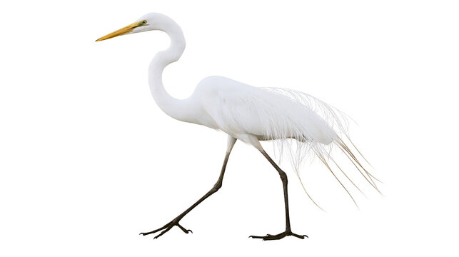 Elegant great white egret standing with long neck and slender dark legs