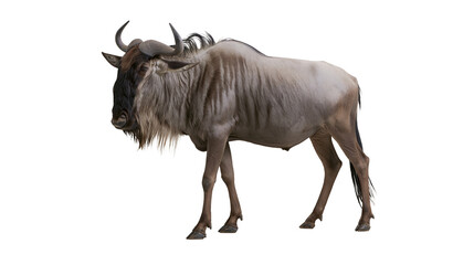 Blue wildebeest standing with curved horns and shaggy dark mane © Lubos