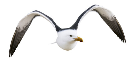 Fototapeta premium Kelp gull flying with spread wings and yellow beak