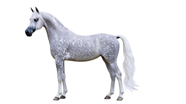Dapple grey Arabian horse standing in profile