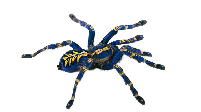 Poecilotheria metallica spider with vibrant blue and yellow patterned body