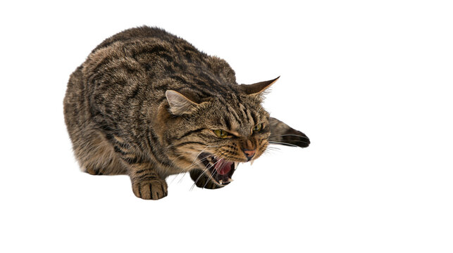 Aggressive brown tabby cat hissing with bared teeth and flattened ears