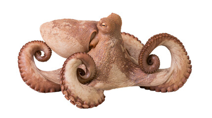 Common octopus with textured brown skin and curled tentacles © Isolde