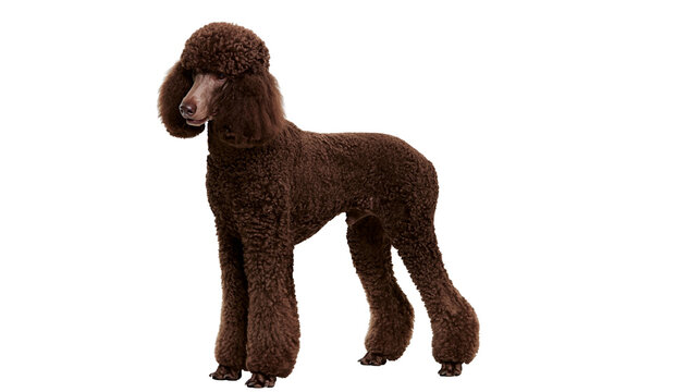 Dark brown standard poodle dog with curly fur standing in profile