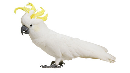Sulphur-crested cockatoo with white plumage and bright yellow crest feathers © Isolde