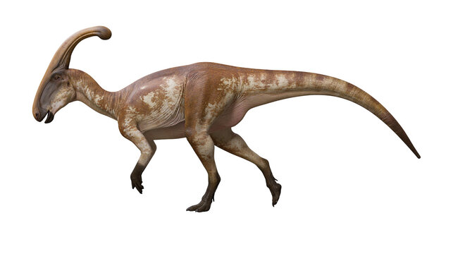 Parasaurolophus dinosaur with brown skin and long head crest walking