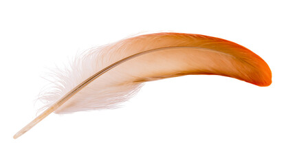 Soft orange and white gradient bird feather with delicate barbs © Lubos