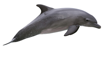 Smooth grey bottlenose dolphin swimming with dorsal fin and pectoral flipper © Lubos