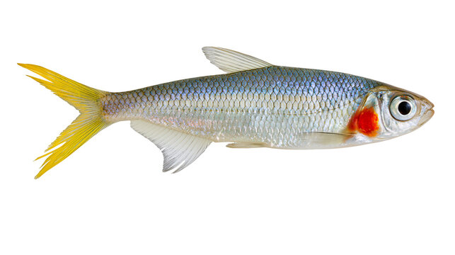 Silver freshwater fish with yellow tail and red operculum spot