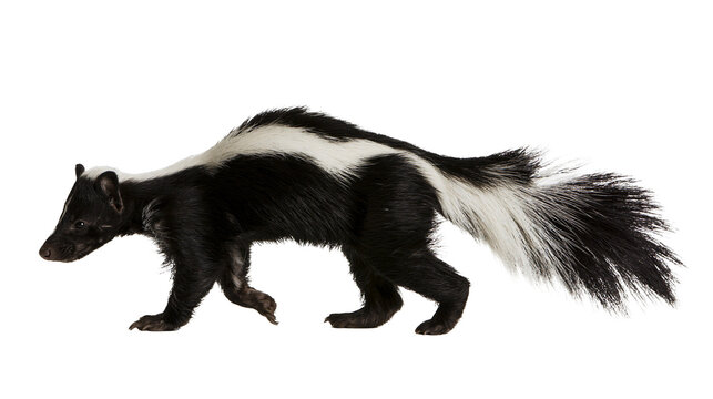 Striped skunk walking with black and white fur pattern