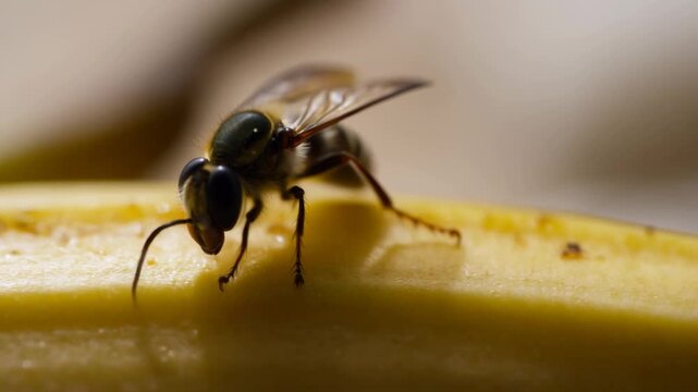 Small flying insect walks across cut fruit surface in macro close-up. Entomology education, nature documentaries, and biology presentations.